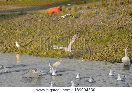 Seagull landing in the seaside in galway docks