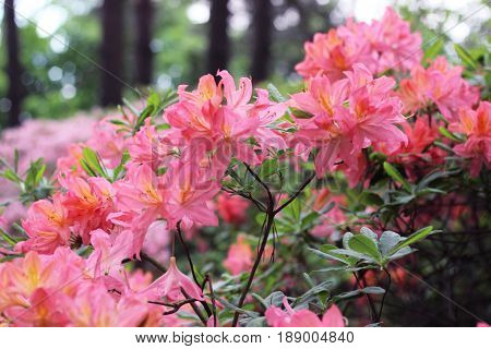 Branches of pink azalea during flowering. Pink azalea flowers with water droplets on the petals in the sun. Rodendron after rain