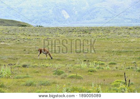 Guanaco grazing in patagonia field taked from fare