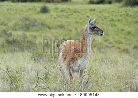 One guanaco in the green patagonia brush