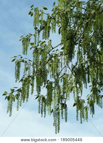 white poplar branch with hanging catkins against blue sky