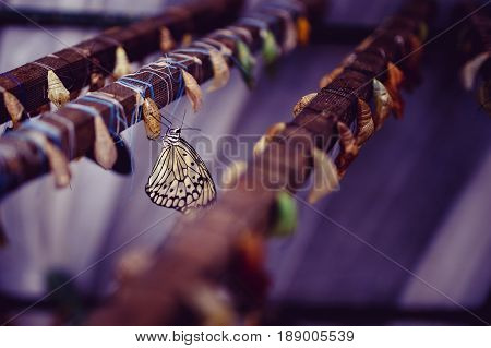 Large tropical butterfly hatch from the pupa. Concept transformation of Lime Butterfly