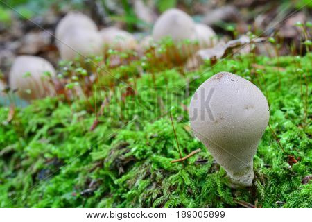 One single Stump Puffball mushroom among moss in foreground and group of mushrooms in background horizontal orientation