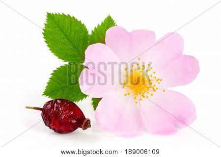 Rosehip flower and berry with leaf isolated on white background,
