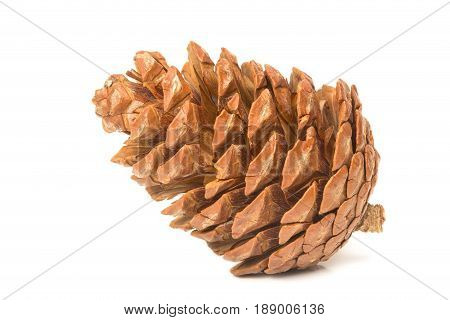 Single pine cone isolated on white background