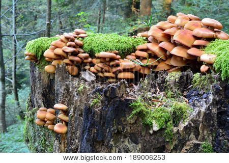 Sheathed Woodtuft mushrooms or Pholiota mutabilis or Kuehneromyces mutabilis in natural habitat on rotten tree stump side view; delicious edible mushrooms but recommended to avoid due to possible confusion with deadly poisonous Funeral Bell mushroom