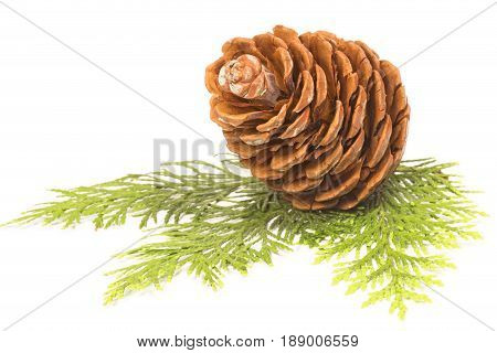 Pine cone with a cypress branch on white background