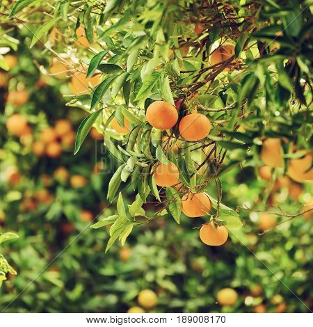 Tangerine sunny garden with green leaves and ripe fruits. Mandarin orchard with ripening citrus fruits. Natural outdoor food background