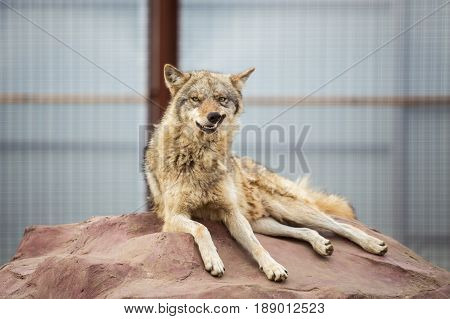 Gray Wolf Lying On The Rock