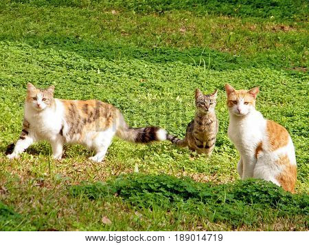Street cats in Neve Monosson Israel January 24 2011