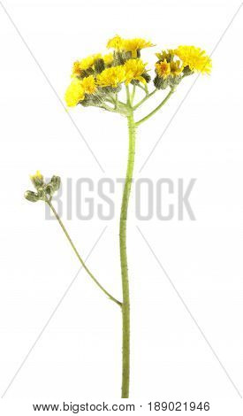 Yellow flowers of hawkweed isolated on white background