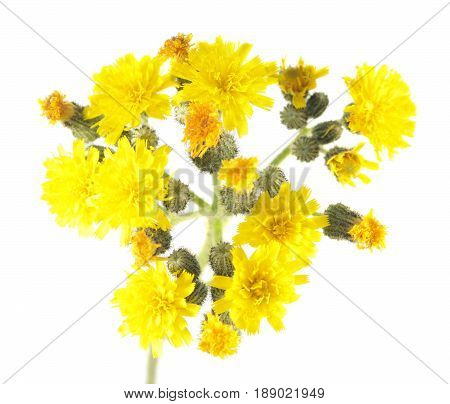 Yellow flowers of hawkweed isolated on white background