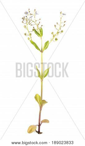 Brooklime or European speedwell (Veronica beccabunga) isolated on white background. Medicinal plant