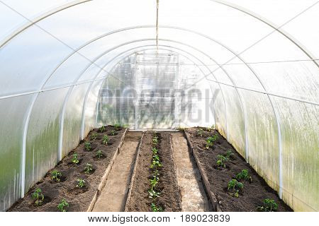 General view inside the garden inside the greenhouse