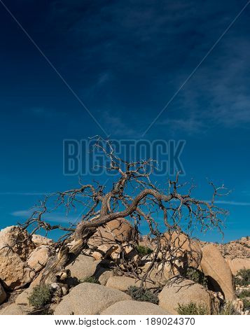 Gnarly Dried Tree On Rocks Below Blue Sky