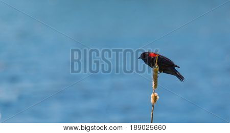 Red winged black bird on branch by the lake