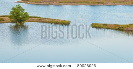 Mother Duck watching over babies in the pond