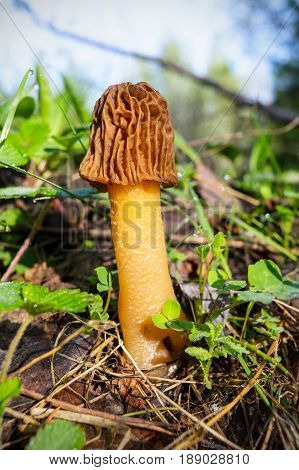 Black morel mushroom in the spring forest. Morchella conica.