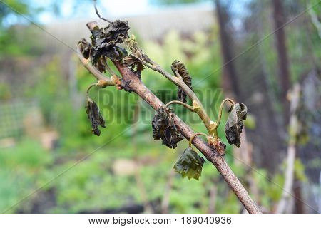 Grapes frost damage. Frost Grape by slight frost winter injury.