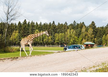 Giraffes In Safaripark Named Serengeti Park In Hodenhagen In 201