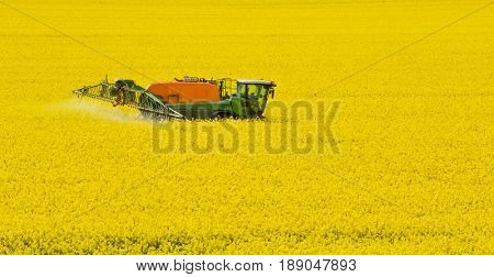 Tractor spraying rape field by herbicides, pesticides or insecticides. Modern agriculture. Rape is used to fuel like ingredient