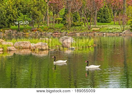 Black-necked swans on the lake in Mezhyhiria near Kiev.