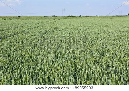 Young wheat in Vojvodina that slowly matures and poured the fruit before harvest.