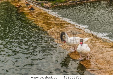 Black-necked swans on the lake in Mezhyhiria near Kiev.