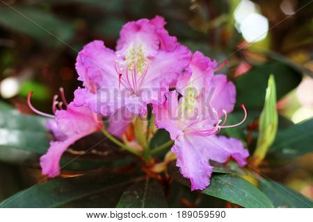 Pink azalea flowers with water droplets on the petals in the sun. Rodendron after rain