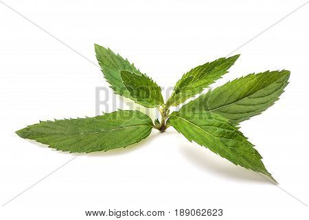 Mint isolated on white background. Fresh leaves mint.