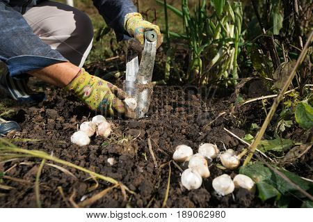 Close up of hand planting bulbs with flower bulb planter outdoors in garden. Use of garden tools.