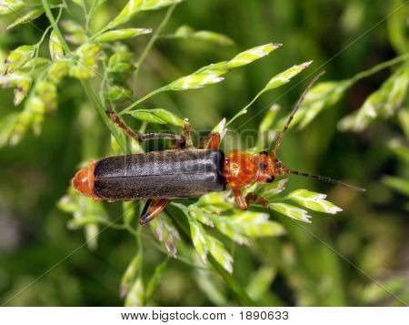 Der Haken Bug