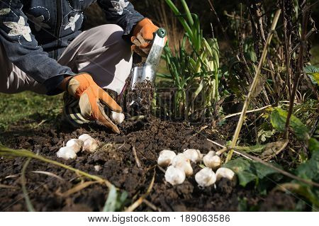 Close up of hand with gloves planting bulbs with flower bulb planter outdoors in garden. Use of garden tools.