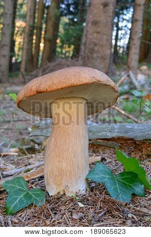 Boletus edulis or Penny Bun or Cep in mountain spruce forest with a few green ivy leaves and copy space vertical orientation