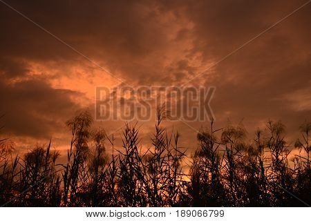 The grass and sunset light in evening.