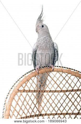 female gray cockatiel in front of white background
