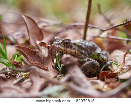 A frog hides in a pile of dry leaves