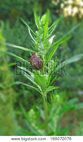 snail with a brown shell sitting on a stem of a green plant in a wilderness