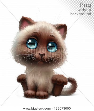 Siamese kitten sits, in full growth, png without background