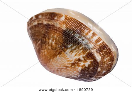 Shell