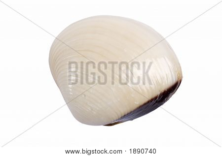 Shell
