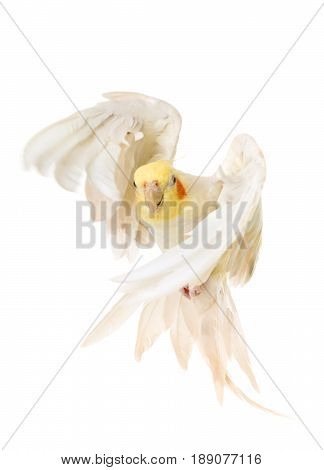 female gray cockatiel in front of white background