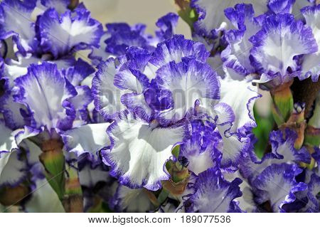 Balmy Iris Flower