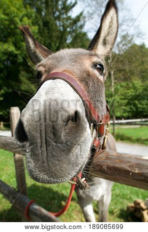 Funny Donkey Eating A Pice Of Wood
