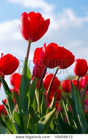 rode tulpen