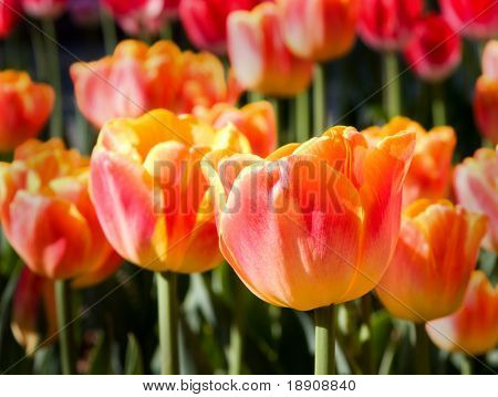 Mooi oranje tulpen