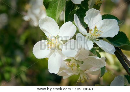 Witte bloemen op een boomtak