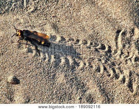 a bee walking on the sand and leaving footprints behid