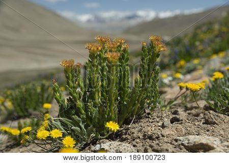 Medicinal herbs. Golden root blossom in mountains.