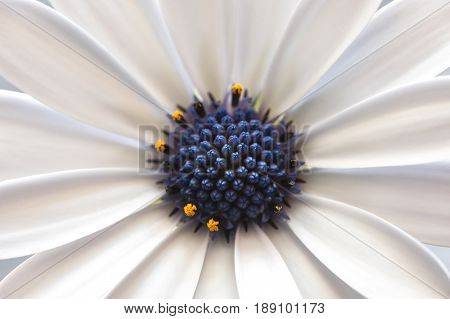 macro shot of a white Osteospermum fruticosum flower